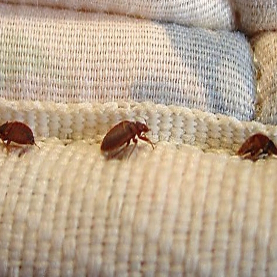 Bed Bugs Control Services in Yashwanthpur
