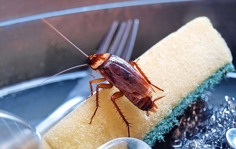 Cockroach Treatment Services In Yashwanthpur