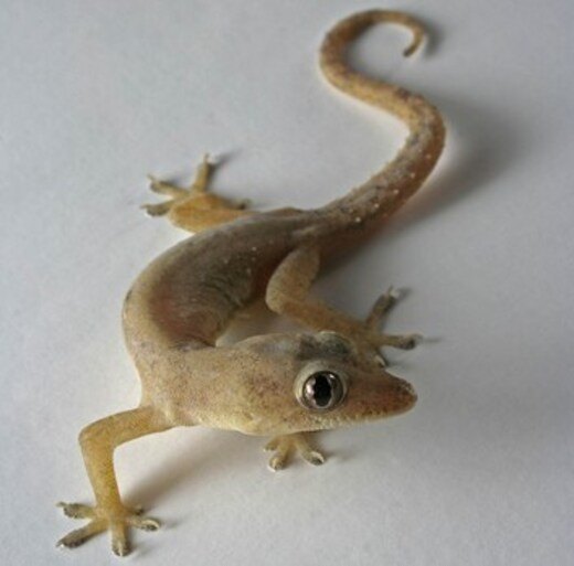 Lizard Control Services in Yashwanthpur