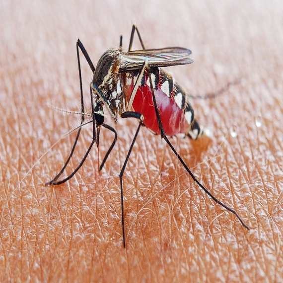 mosquito control services in Yashwanthpur