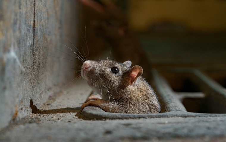 Rodent Control Services in Yashwanthpur