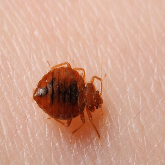 Bed Bugs Treatment Services in Yashwanthpur