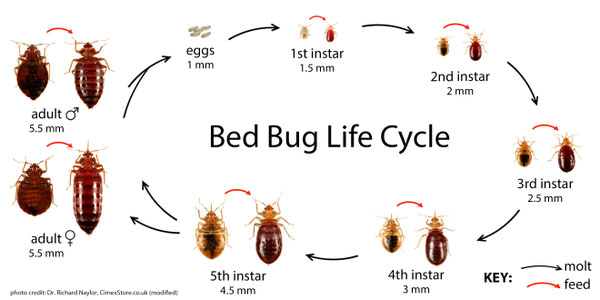 Bed Bugs Control Service in Yashwanthpur