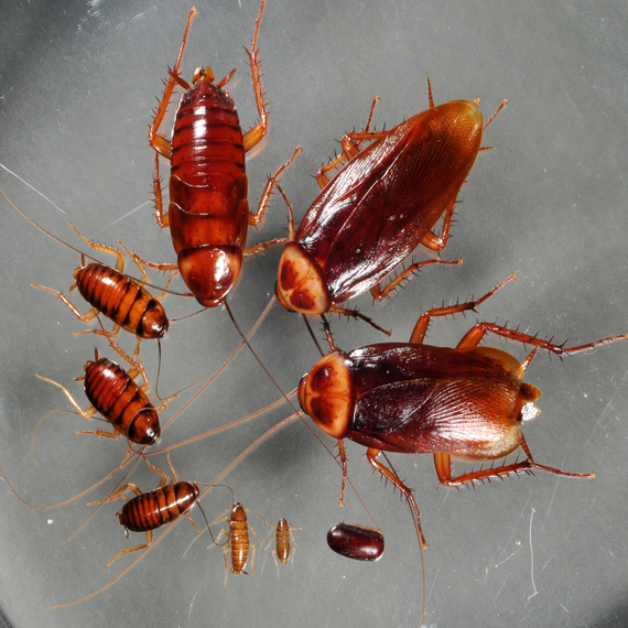 Cockroach Control Treatment In Yashwanthpur