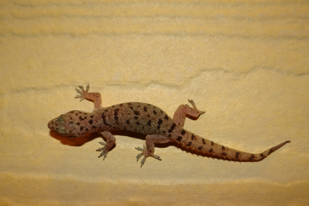 Lizard Control Services in Yashwanthpur