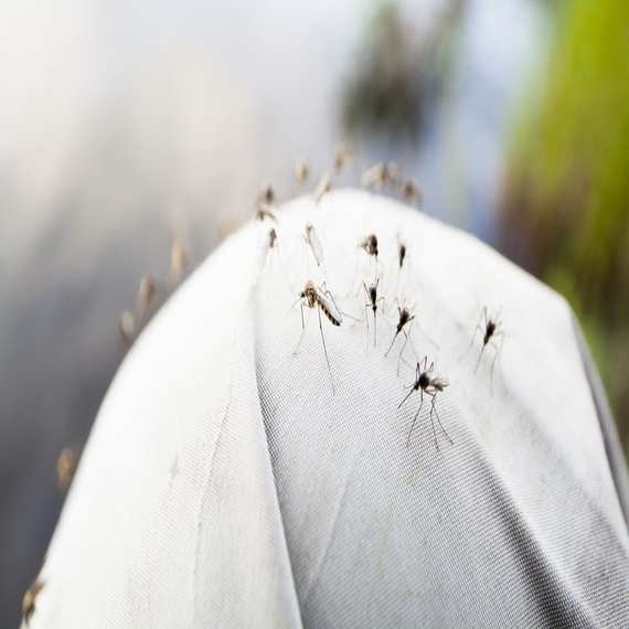Flies control services in Yashwanthpur