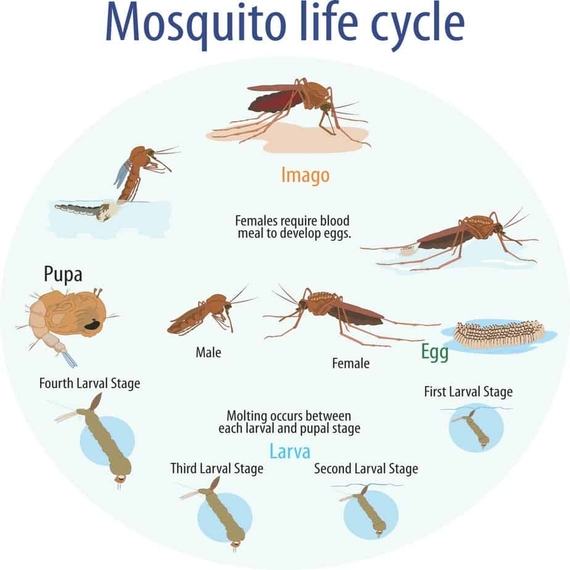 Mosquito Control Services in Yashwanthpur