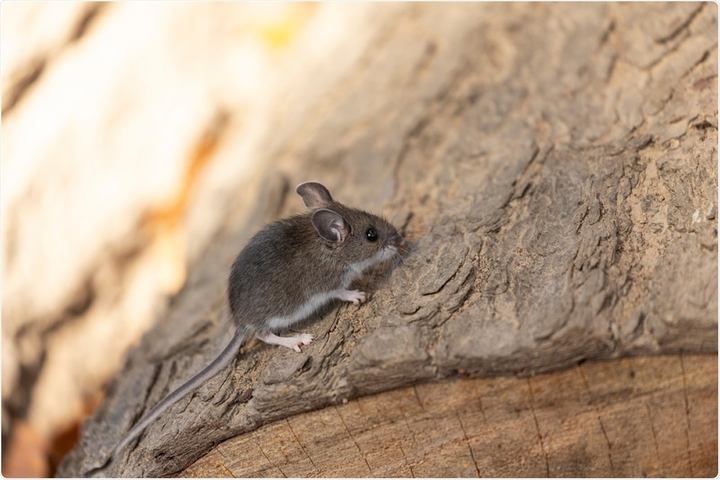 Rodent Control Service in Yashwanthpur