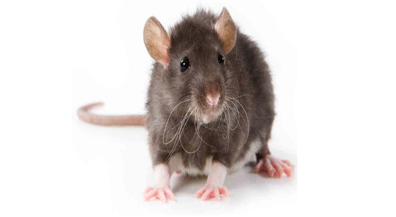 Rodent Treatment Services in Yashwanthpur