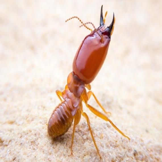Termite Treatment Services in Yashwanthpur