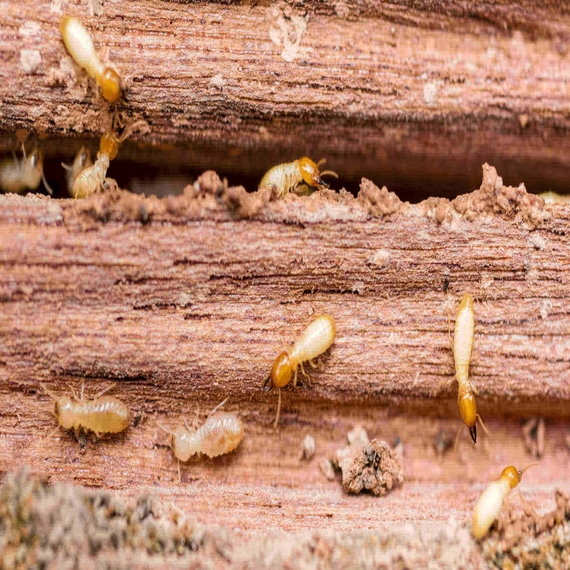 Termite Control Services in Yashwanthpur