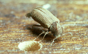 Wood Borer Treatment Services in Yashwanthpur