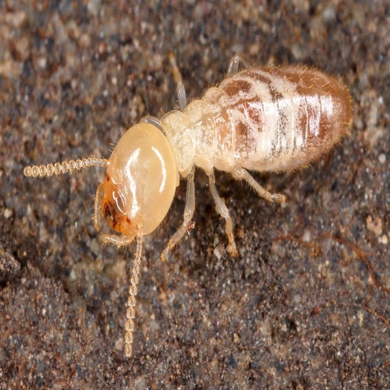 Termite Control Services in Yashwanthpur