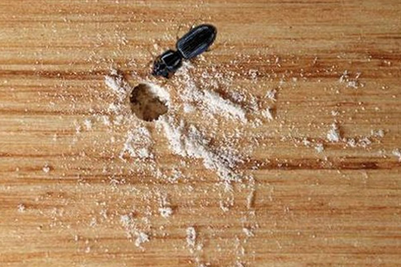 Wood Borer Control Services in Yashwanthpur