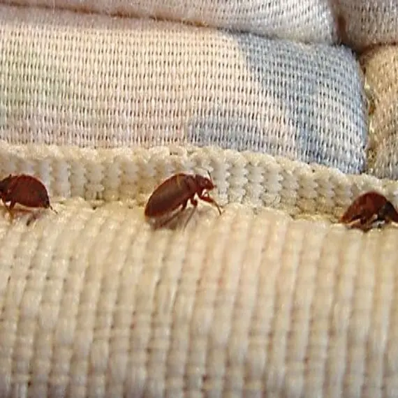 Complete Guide to Bed Bug Control in Bangalore (2026 Edition)