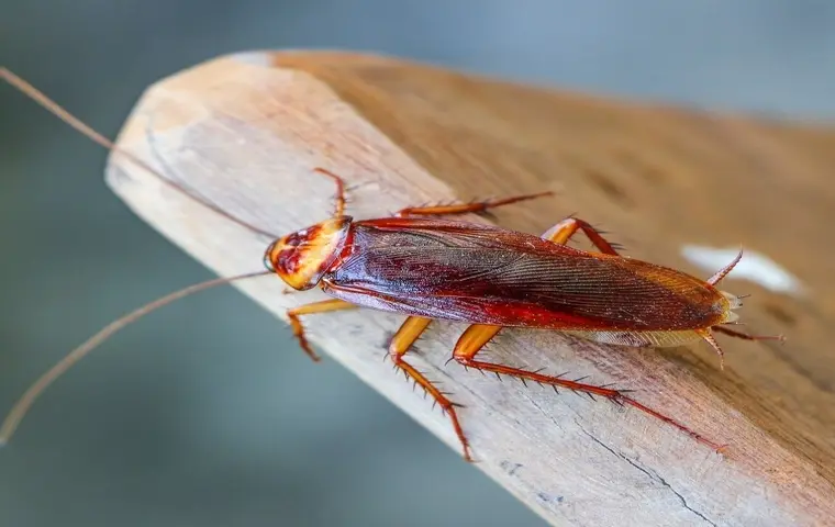 Ultimate Guide to Cockroach Control in Bangalore: Everything You Need to Know