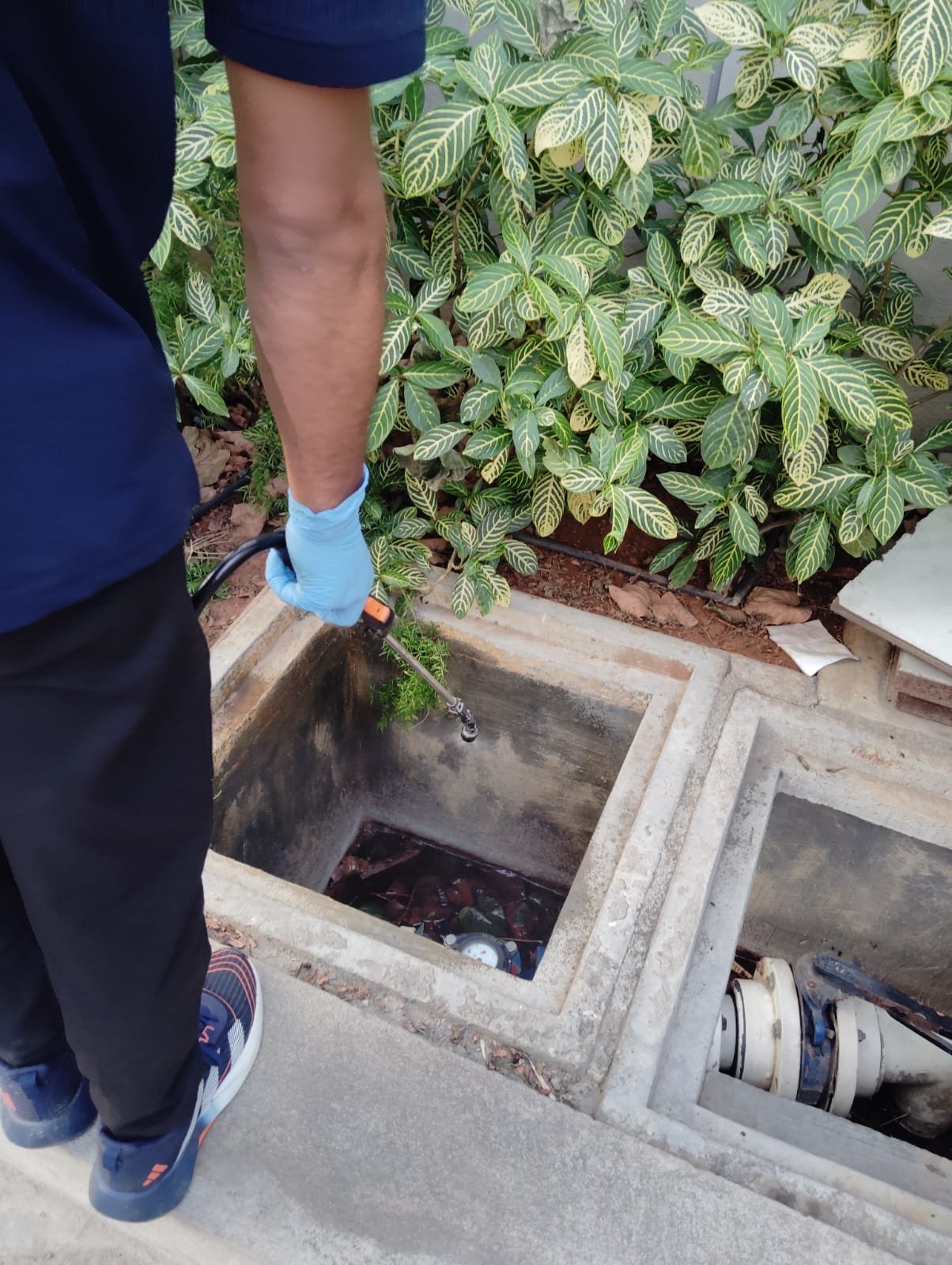 Pest control service in Kengeri