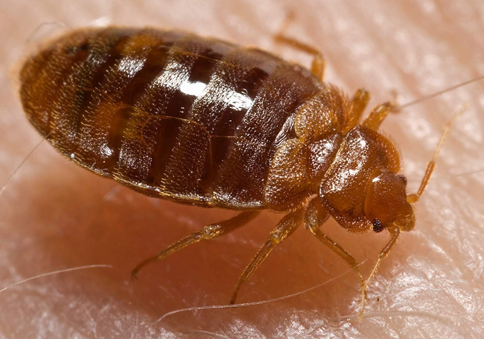 Close-up of a bed bug nymph feeding on a person’s arm