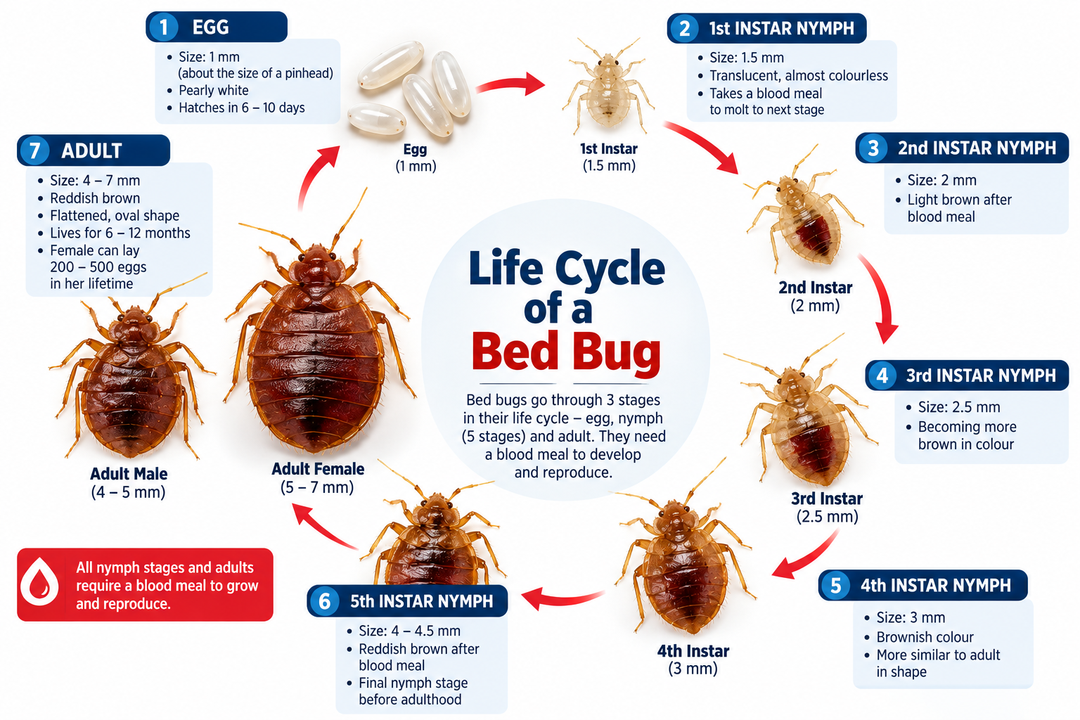 From Egg to Adult: Bed Bug Development diagram