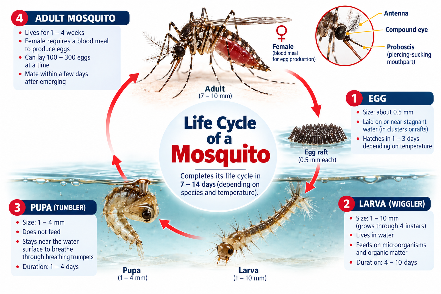 Diagram of the mosquito life cycle from egg through larva and pupa to adult