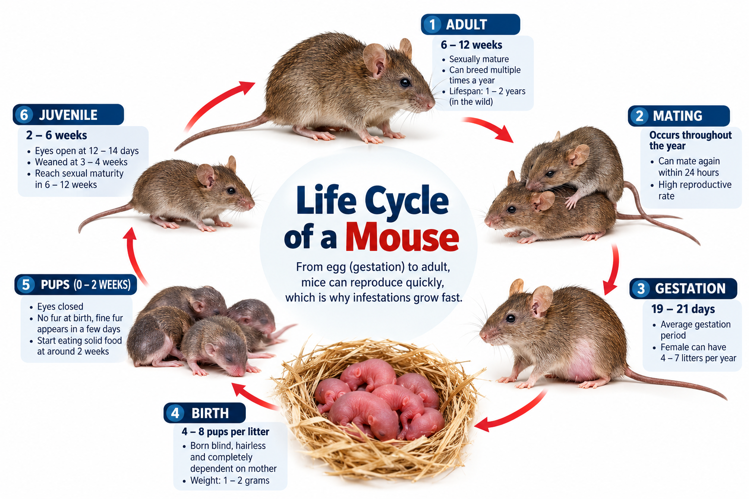 Life Cycle of a Mouse diagram