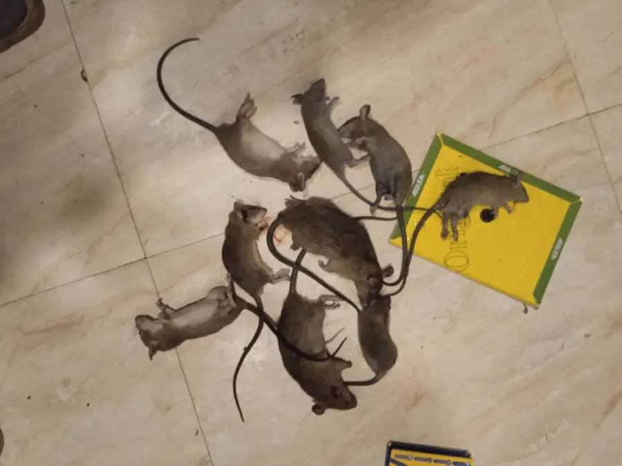 Rodents cleared from a completed treatment