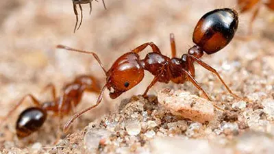 Ant Control