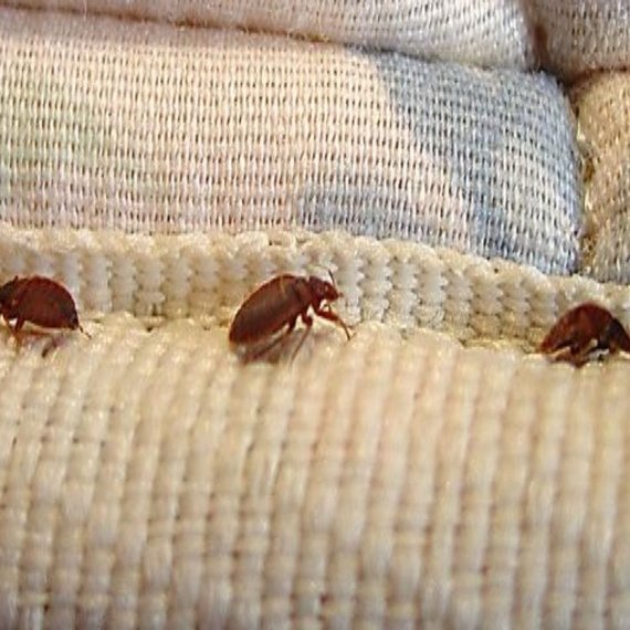 Bed Bug Control