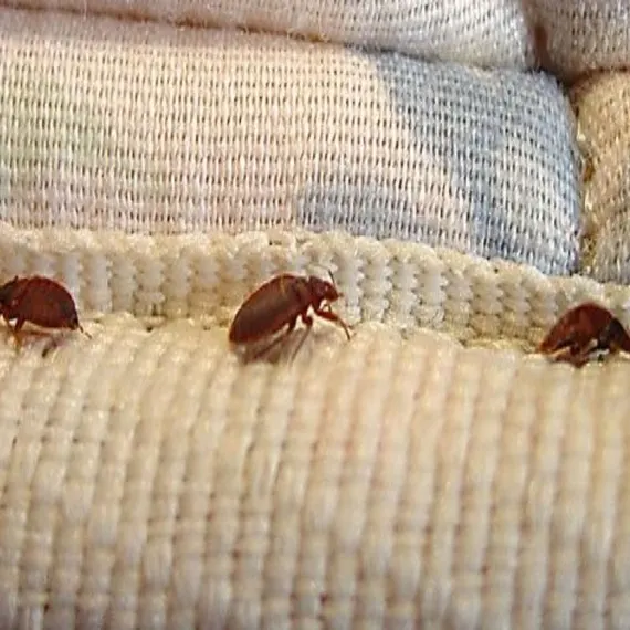 Bed Bug Control