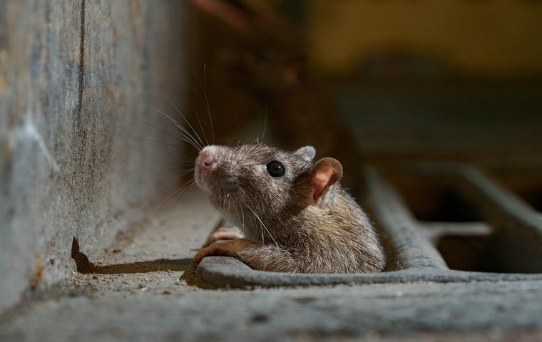Rodent Control
