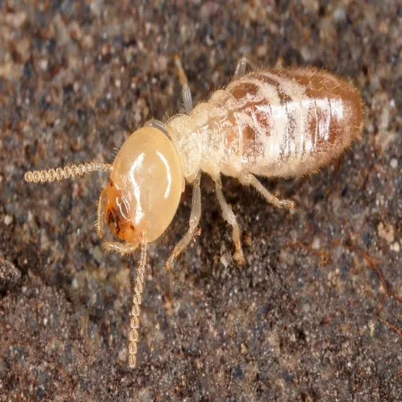 Termite Control