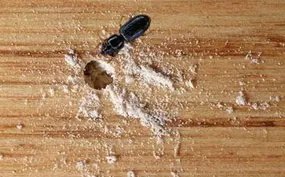 Wood Borer Control